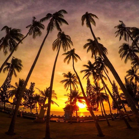 The sun sets behind coconut palms by the beach.